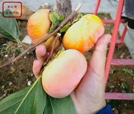 7公分柿子樹苗廠家迎來市場熱潮，苗木產業助力鄉村振興