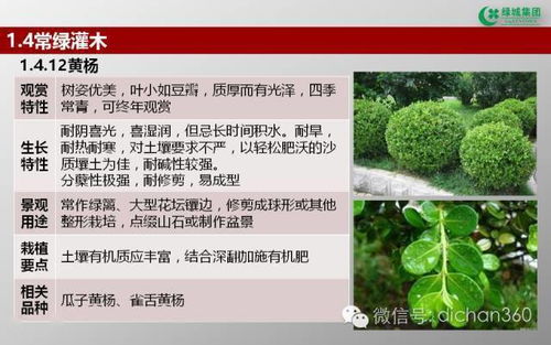 綠城集團園林軟景苗木圖譜解析