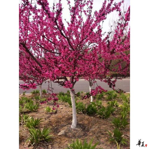 精品苗木推薦 浙江嵊州市鼎豐果業專業合作社苗木相冊