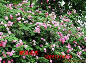 沭陽縣教育綠化苗木園藝場攀援植物產品列表