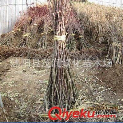 優質2年生嫁接紅楓苗 打造庭院綠化的絕佳選擇