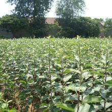 苗木質優價廉——批發與廠家直供的優勢