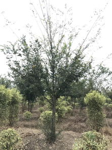 人工智能應用軟件開發賦能苗木產業